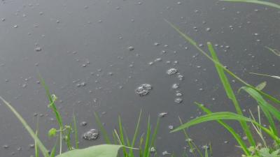 连续阴雨 水产养殖如何应对？