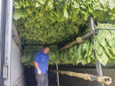县烟草专卖局：答好“烤”题 助农增收