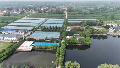 湖北南漳：葡萄成熟正当时 绘就甜蜜好“丰”景