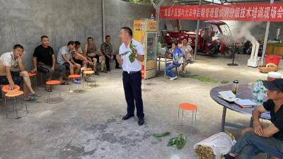 ​技术指导到田间 烤烟提质有保障