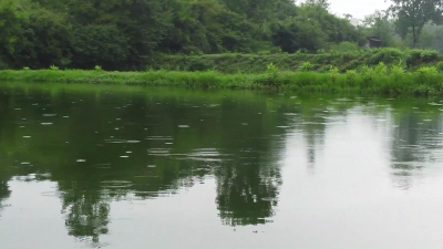 湖北南漳：连续阴雨 水产养殖如何应对？