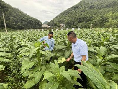 南漳烟区：种好“金叶子” 鼓起“钱袋子”
