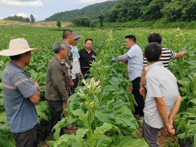 县烟草专卖局：抓实“烤”前指导 打好提质攻坚战