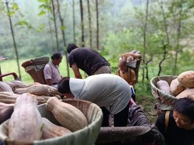 湖北南漳：龙坑蜜本南瓜，个个“顶瓜瓜”