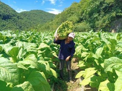 县烟草专卖局：“小小烟夹”助力烟农降本增效