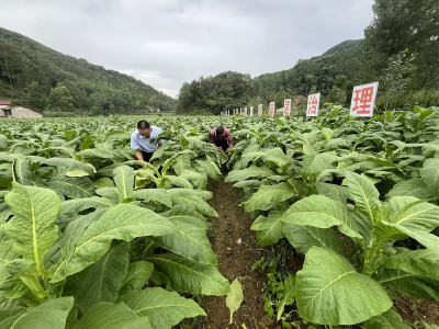 ​县烟草专卖局：烈日下的“炎”植担当
