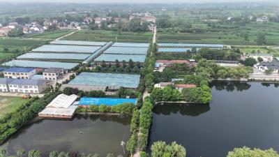 九集镇王花园村：葡萄成熟季  采摘正当时       