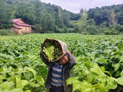​县烟草专卖局：烟叶喜丰收 烟农“赶烤”忙