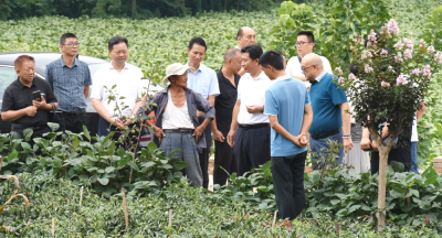 中山市湖北襄阳商会来我县考察辣椒种植加工项目