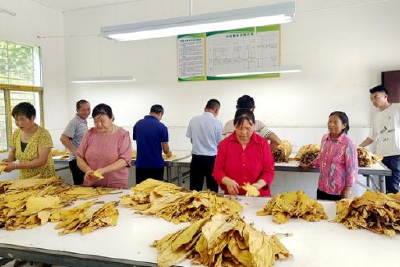 ​县烟草专卖局：分级前置跑出助农增收“加速度”