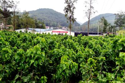 湖北南漳：“破茧”成“蝶”  新“丝路”