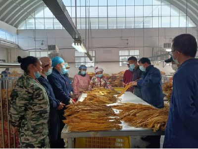 南漳烟区：烟叶送进“全托班” 质量收益有保障