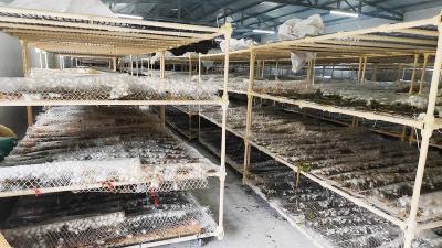 南漳：桑蚕产业蓄势“化蝶” 银丝织就致富之路