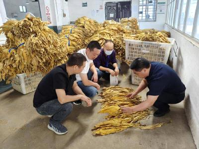 南漳烟区2024年烟叶收购拉开帷幕