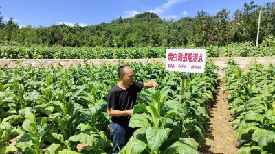 ​县烟草专卖局：科技赋能 绿色发展