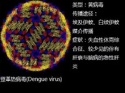 登革热进入高发期，出现这些症状要注意