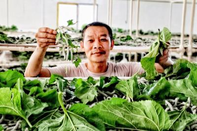 湖北南漳：“破茧”成“蝶” 新“丝路”