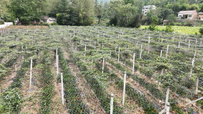 柳虎山：返乡种植八月瓜  走出特色致富路