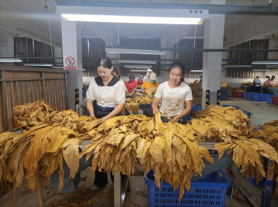 县烟草专卖局：分级专业化 收购加速度