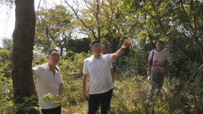 县领导调研我县《襄阳市古山寨保护条例》落实情况