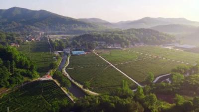茶园变景区 乡村游“出圈”
