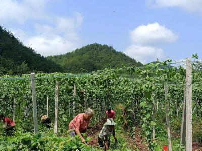 ​财政衔接资金助力“小瓜蒌”架起“大产业”