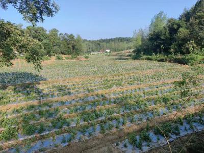 ​财政部门积极争取衔接资金　助力金丝皇菊产业提质增效