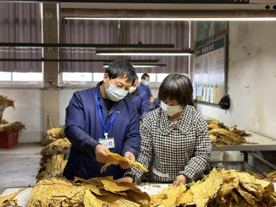 县烟草专卖局：金叶飘香 专业分级解“民忧”