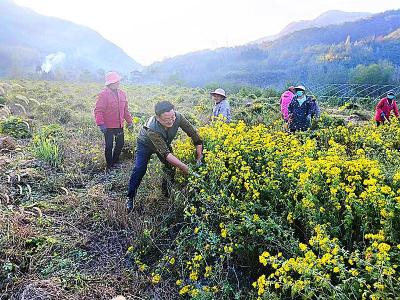 县行政审批局：驻村帮扶促发展　菊花产业喜丰收