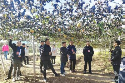 武安镇：人大代表视察项目建设 积极履职促发展