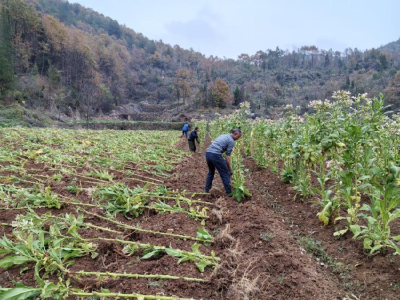 南漳烟区：烟田“大扫除” 　清杂正当时