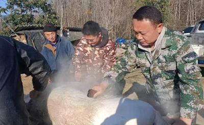 ​一场“助农杀年猪”行动情暖偏远农户