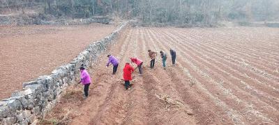 四垭村：种植中药材 探索振兴路