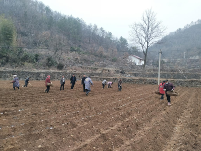 ​肖堰镇：春耕正当时　药材种植忙