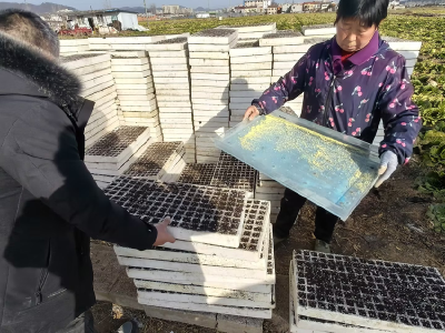 县烟草专卖局：下好育苗“先手棋” 打好丰收“关键仗”