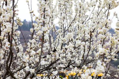 樱桃花开引客来 “花经济”绽放新活力