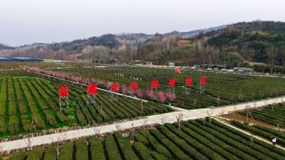 茶香梅韵 周湾村用“茶+”解锁四季流量密码  