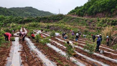 巡检镇南浴沟村：种下产业苗 盼得丰收果