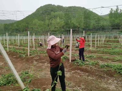 巡检司村：瓜蒌产业“扶苗上架” 绘就乡村振兴新画卷
