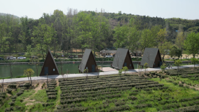 周湾村：茶香引客来 民宿迎春旺  