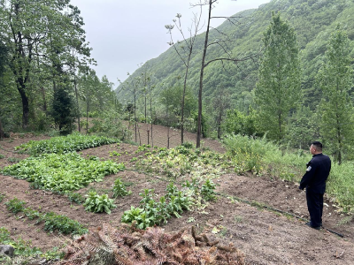 板桥镇：禁种铲毒不止步 共守净土保平安