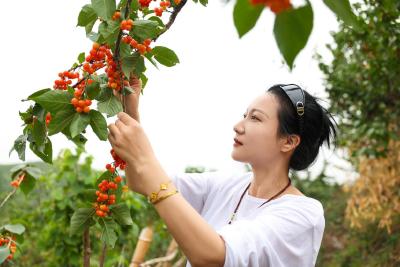 荒山变果园 万亩樱桃绘就农旅融合新画卷  