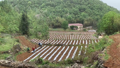 巡检镇白鹤船村：“飞地经济”破局 烟叶产业振兴