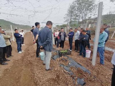 东巩镇举办瓜蒌种苗移栽现场会
