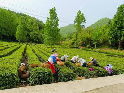 茶香飘溢农忙时 红茶车间助增收