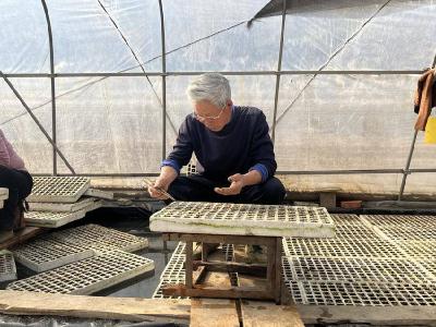县烟草专卖局：精耕细作间苗事 不负春光育苗时 