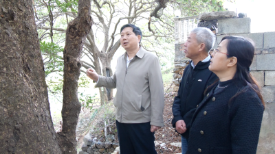 专家“把脉问诊” 古树焕发新生  