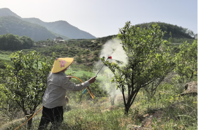 巡检镇：橘花飘香正当时　技术指导助丰收