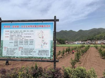 巡检镇：大豆玉米复合种植　助力农业提质增效