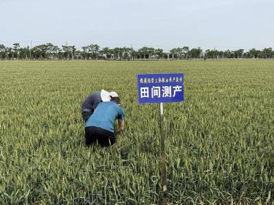 县农业农村局开展规模经营主体粮油单产提升田间测产工作